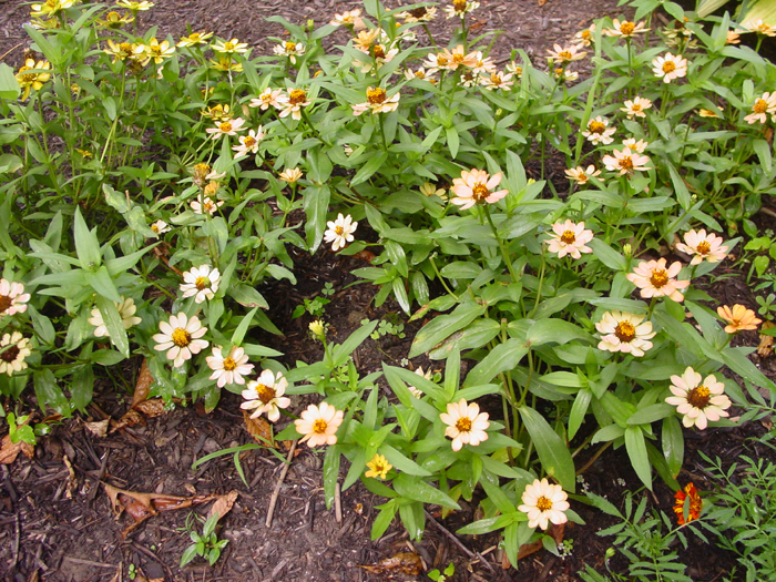 Zinnia Profusion apricot